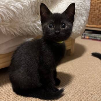 Rescue Domestic Short Hair Cats for Adoption in York, Pennsylvania - Olive | PetCurious