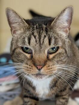 Domestic Short Hair Cats Available for Adoption in Kingsland, Georgia - Boots | PetCurious