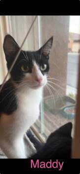 Maddy -  Domestic Short Hair Cat for Adoption in Las Vegas, Nevada - Maddy | PetCurious