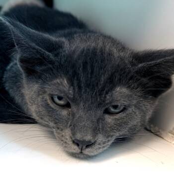 Domestic Short Hair Cats Available for Adoption in Oakland, California - Naples | PetCurious