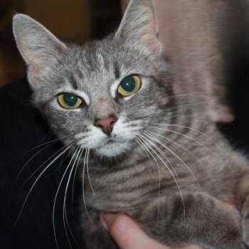 Domestic Short Hair Cats Available for Adoption in Richmond, Virginia - Diamond | PetCurious