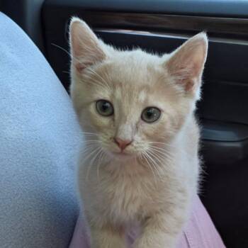 Cannonball -  Domestic Short Hair Cat Available for Adoption in Newport News, Virginia - Cannonball | PetCurious