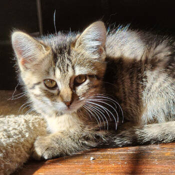 Rescue Domestic Long Hair Cats for Adoption in Normal, Illinois - Joan (of Arc) | PetCurious