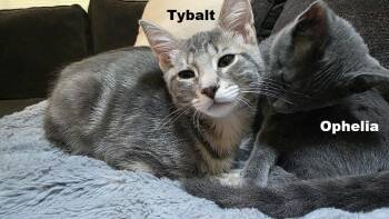 Tybalt -  Domestic Short Hair Cat for Adoption in Rockville, Maryland - Tybalt | PetCurious