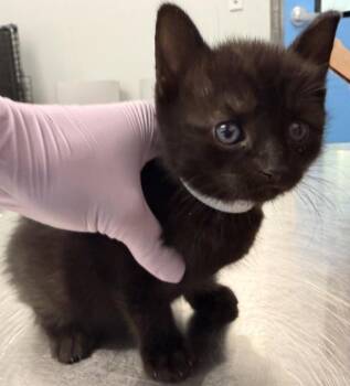 Aang -  Domestic Short Hair Cat for Adoption - Aang | PetCurious
