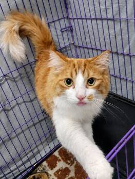 Domestic Long Hair Cats Available for Adoption in Cuyahoga Falls, Ohio - Flounder | PetCurious