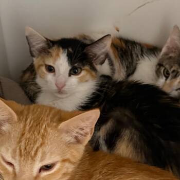 Goldeen -  Domestic Short Hair Cat for Adoption in Salt Lake City, Utah - Goldeen | PetCurious