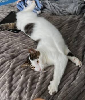 Snickers foster home -  Domestic Short Hair Cat for Adoption in Oakland Park, Florida - Snickers Foster Home | PetCurious