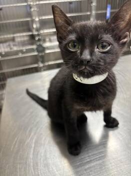 Domestic Short Hair Cats Available for Adoption - JAK | PetCurious