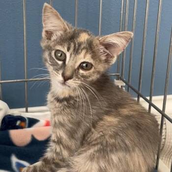 Kiki -  Domestic Short Hair Cat for Adoption in Madison, Wisconsin - Kiki | PetCurious