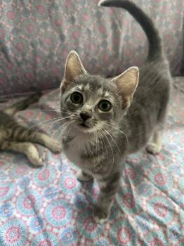 Rescue Domestic Short Hair Cats for Adoption in Chicago, Illinois - Maxine | PetCurious
