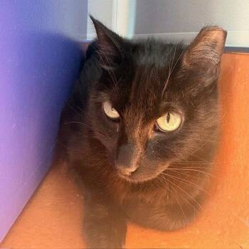 Domestic Short Hair Cats Available for Adoption in Burlingame, California - Piglet | PetCurious