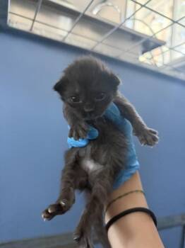 JOSHUA -  Domestic Short Hair Cat for Adoption in San Bernardino, California - JOSHUA | PetCurious