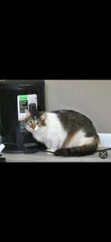 LUTHER - handsome fellow -  Domestic Long Hair Cat for Adoption in Falmouth, Maine - LUTHER - Handsome Fellow | PetCurious