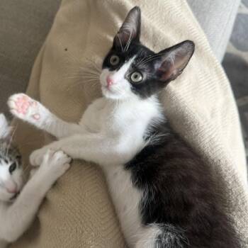 Lake -  Domestic Short Hair Cat for Adoption in Los Angeles, California - Lake | PetCurious