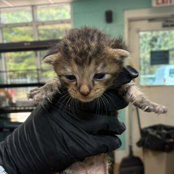 Wednesday -  Domestic Short Hair Cat for Adoption in Gadsden, Alabama - Wednesday | PetCurious