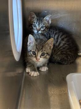 Sink -  Domestic Short Hair Cat for Adoption in Clarksville, Tennessee - Sink | PetCurious