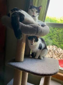 Rescue Domestic Short Hair Cats for Adoption in Fredericton, New Brunswick - Lucy | PetCurious