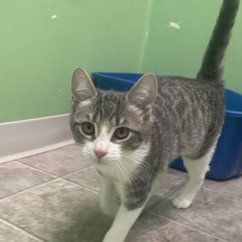 Dahlia -  Domestic Short Hair Cat for Adoption in Greenbelt, Maryland - Dahlia | PetCurious