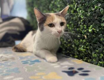 Rescue Domestic Short Hair Cats for Adoption in Leitchfield, Kentucky - Katydid | PetCurious