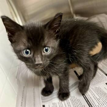 Domestic Short Hair Cats Available for Adoption in St. Louis, Missouri - JERRY | PetCurious
