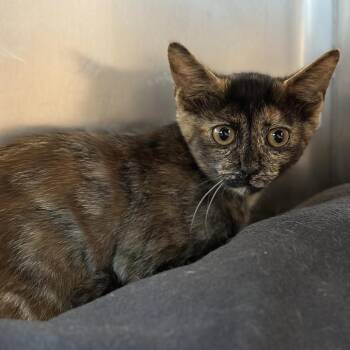 Prissy -  Domestic Short Hair Cat for Adoption in Matteson, Illinois - Prissy | PetCurious