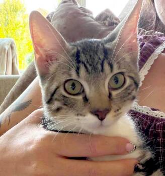 Obi -  Domestic Short Hair Cat for Adoption in Kansas City, Kansas - Obi | PetCurious