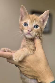 Domestic Short Hair Cats Available for Adoption in Rosenberg, Texas - Tundra | PetCurious