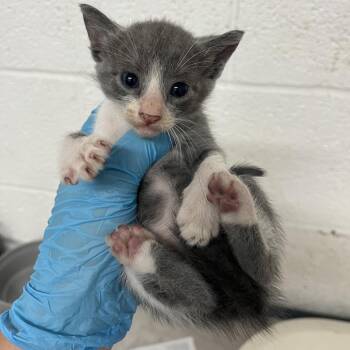 Joker -  Domestic Short Hair Cat for Adoption in Edinburg, Texas - Joker | PetCurious