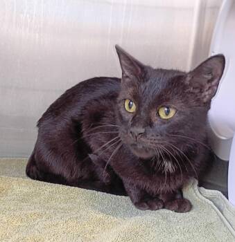 Domestic Short Hair Cats Available for Adoption in Clarksville, Tennessee - Clementine | PetCurious