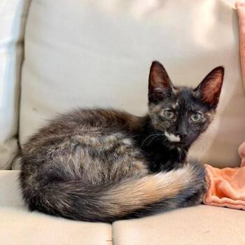 Sophia Sweet on You -  Tortoiseshell and Domestic Short Hair Cat for Adoption in Friendswood, Texas - Sophia Sweet On You | PetCurious