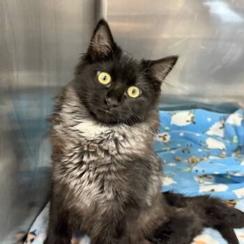 Rescue Domestic Medium Hair Cats for Adoption in Salt Lake City, Utah - Omelette | PetCurious