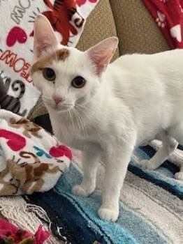 Rescue Domestic Short Hair Cats for Adoption in Las Vegas, Nevada - PUMPKIN SPICE | PetCurious