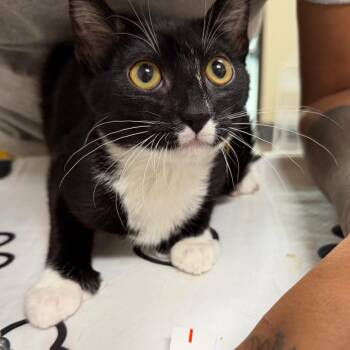 Vlad -  Domestic Short Hair Cat for Adoption in Las Vegas, Nevada - Vlad | PetCurious