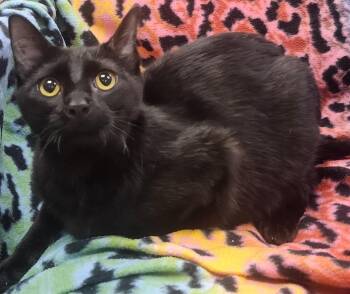 Furr-nando -  Domestic Medium Hair Cat Available for Adoption in Little Rock, Arkansas - Furr-nando | PetCurious
