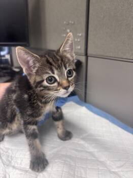 TAFFY -  Domestic Short Hair Cat for Adoption in Las Vegas, Nevada - TAFFY | PetCurious