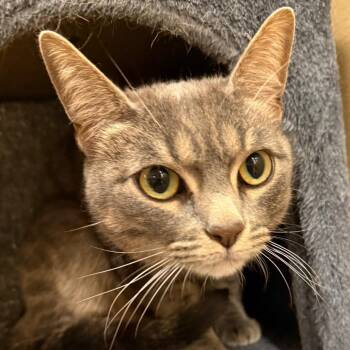 Zion -  American Shorthair Cat for Adoption in Hemet, California - Zion | PetCurious