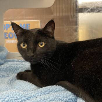 Lunar -  Domestic Short Hair and Mixed Breed Cat for Adoption in Cheyenne, Wyoming - Lunar | PetCurious