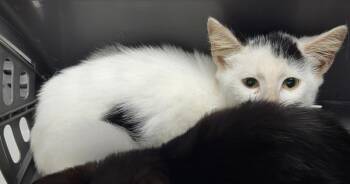 Pen 15 Coast -  Domestic Short Hair Cat for Adoption in Lawrenceville, Georgia - Pen 15 Coast | PetCurious