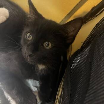 Cricket -  Domestic Short Hair Cat for Adoption in Lake Panasoffkee, Florida - Cricket | PetCurious