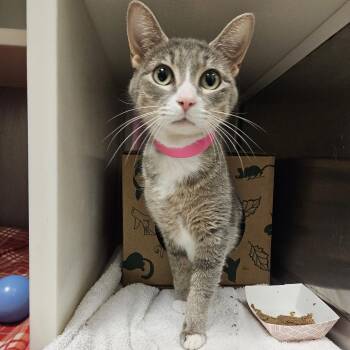 Domestic Short Hair Cats Available for Adoption in Fairport, New York - Sheba | PetCurious