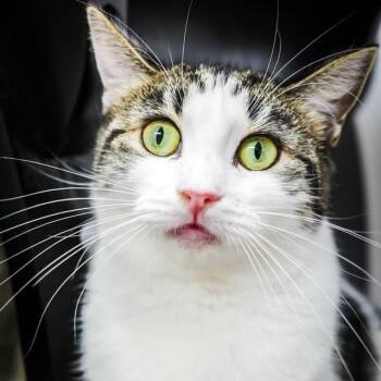 Emmy -  Domestic Short Hair Cat for Adoption - Emmy | PetCurious