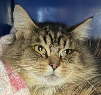Rescue Domestic Long Hair Cats for Adoption in Sault Ste. Marie, Michigan - Willy | PetCurious