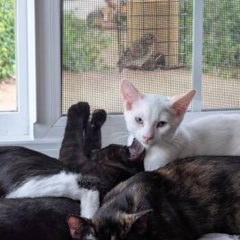 Taurus -  Domestic Short Hair Cat for Adoption in Oceanside, California - Taurus | PetCurious