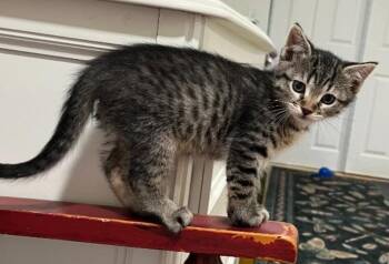 Pig -  Domestic Short Hair Cat for Adoption in Shawnee, Kansas - Pig | PetCurious