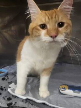 Domestic Short Hair Cats Available for Adoption - CHEEZ IT | PetCurious