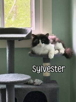 Rescue Domestic Long Hair Cats for Adoption in Port Clinton, Ohio - Sylvester | PetCurious