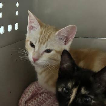 Charlie -  Domestic Short Hair Cat for Adoption in Durango, Colorado - Charlie | PetCurious