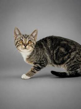 Bella -  Domestic Short Hair Cat for Adoption in Bowling Green, Kentucky - Bella | PetCurious