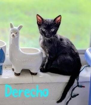 Derecho -  Domestic Short Hair Cat for Adoption in Ruskin, Florida - Derecho | PetCurious
